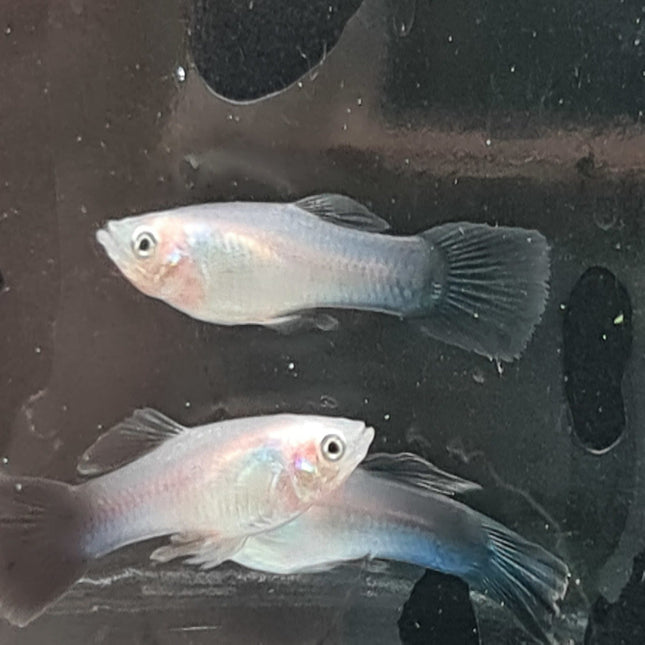 Panda Guppy Males - Nano Tanks Australia Aquarium Shop