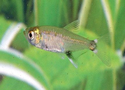 Paraguay Tetra 3cm - Nano Tanks Australia Aquarium Shop