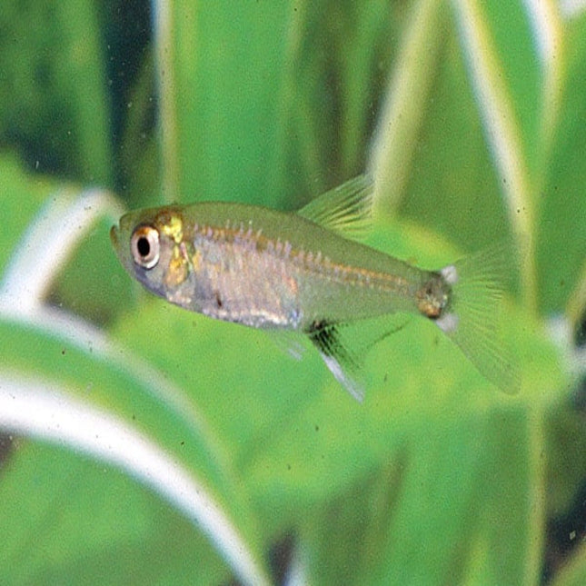 Paraguay Tetra 3cm - Nano Tanks Australia Aquarium Shop