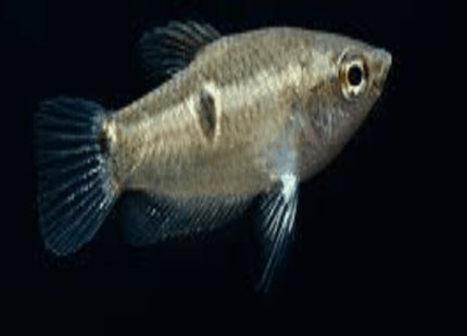 Parasphaerichthys ocellatus - Nano Tanks Australia Aquarium Shop