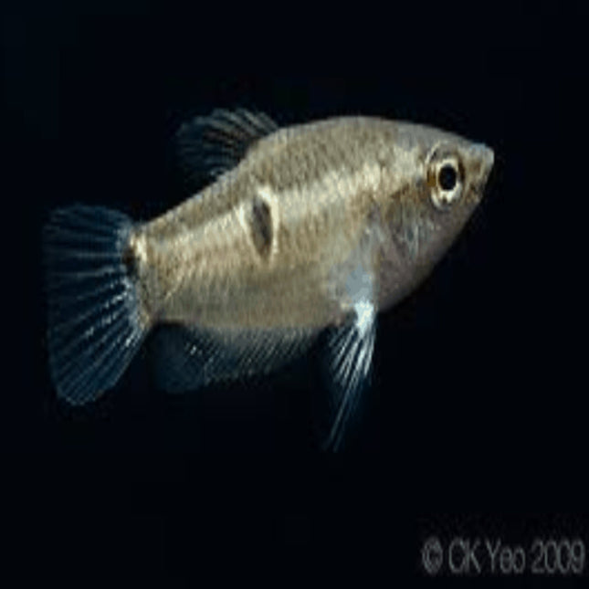 Parasphaerichthys ocellatus - Nano Tanks Australia Aquarium Shop