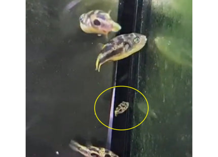 Pea Puffer (Sub Adults/ Adults) - Nano Tanks Australia Aquarium Shop