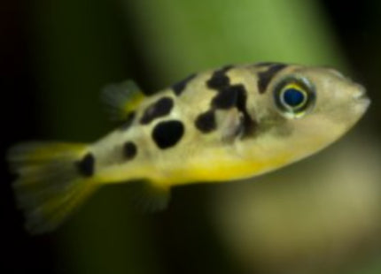 Pea Puffer (Sub Adults/ Adults) - Nano Tanks Australia Aquarium Shop