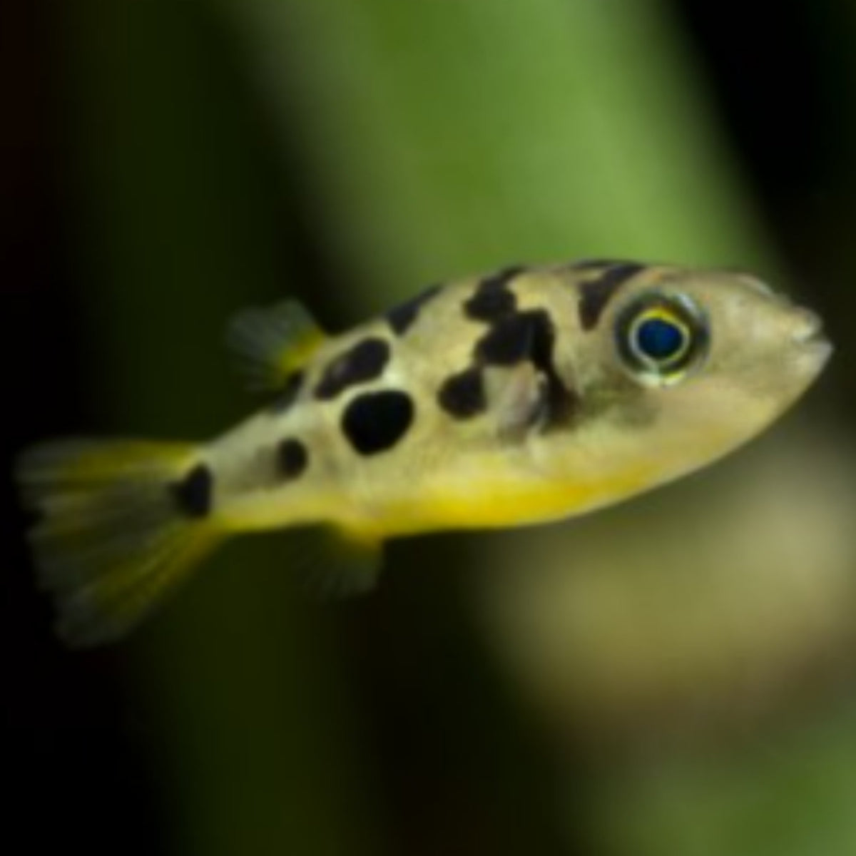 Pea Puffer (Sub Adults/ Adults) - Nano Tanks Australia Aquarium Shop