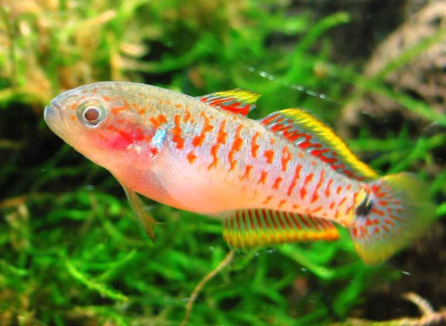 Peacock Gudgeon - Nano Tanks Australia Aquarium Shop