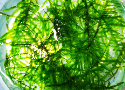Peacock Moss 5x5cm - Nano Tanks Australia Aquarium Shop
