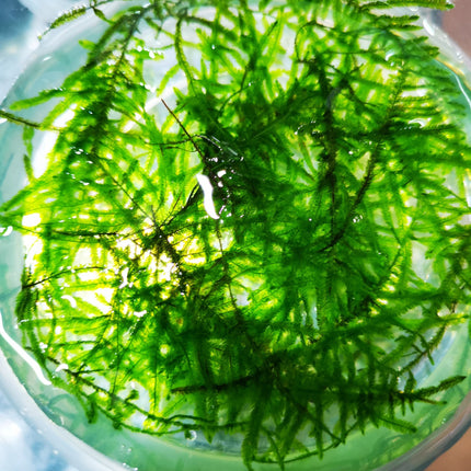 Peacock Moss 5x5cm - Nano Tanks Australia Aquarium Shop