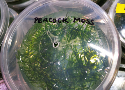 Peacock Moss 5x5cm - Nano Tanks Australia Aquarium Shop