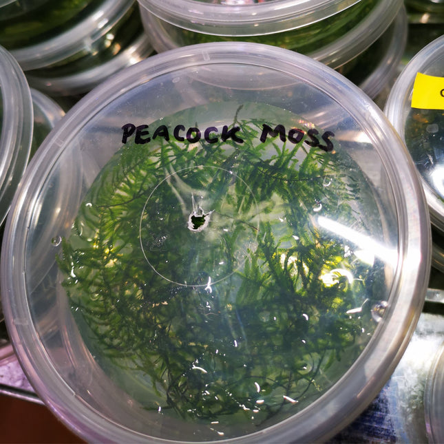 Peacock Moss 5x5cm - Nano Tanks Australia Aquarium Shop