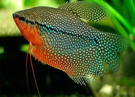 Pearl Gourami Trichogaster Leeri - Nano Tanks Australia Aquarium Shop
