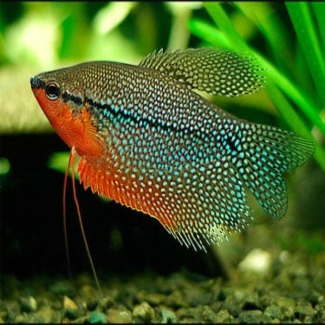 Pearl Gourami Trichogaster Leeri - Nano Tanks Australia Aquarium Shop