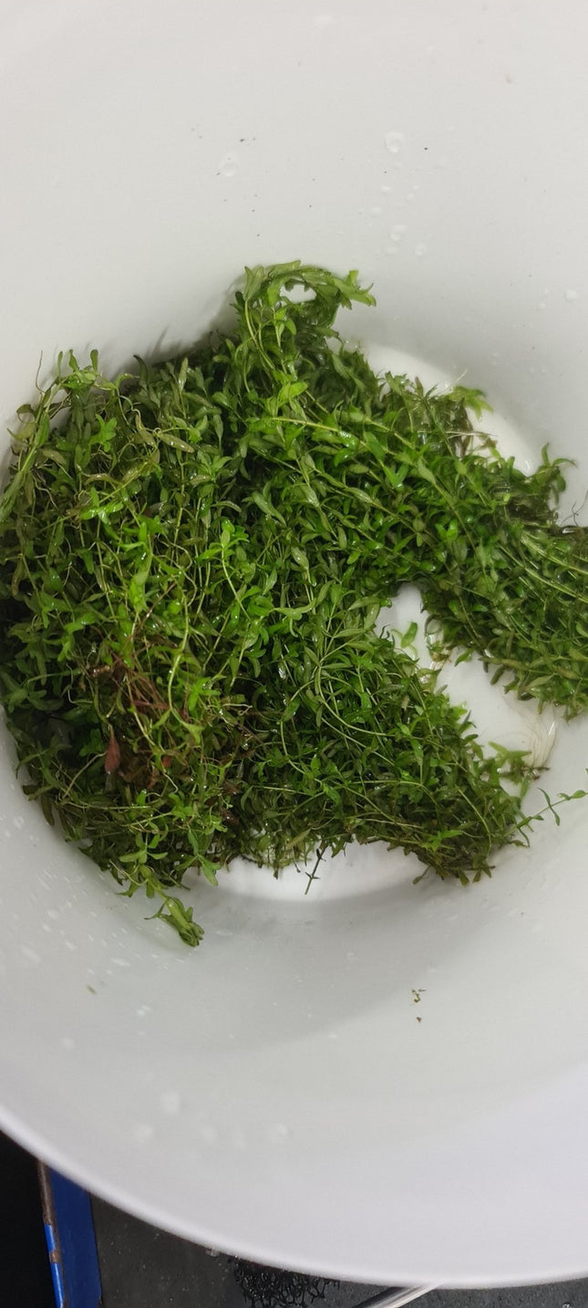 Pearlweed aka Guppy Grass - Nano Tanks Australia Aquarium Shop