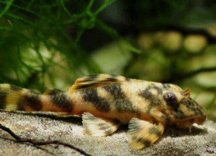 Peckoltia lineola L202 (SIZE: 3CM) - Nano Tanks Australia Aquarium Shop