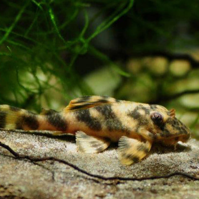 Peckoltia lineola L202 (SIZE: 3CM) - Nano Tanks Australia Aquarium Shop
