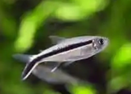 Penguin Tetra Aphyocharax paraguayensis 3cm - Nano Tanks Australia Aquarium Shop