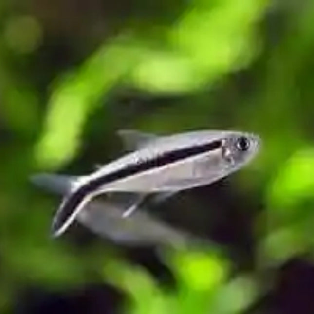 Penguin Tetra Aphyocharax paraguayensis 3cm - Nano Tanks Australia Aquarium Shop