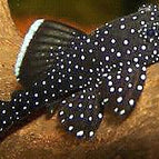 3-6cm