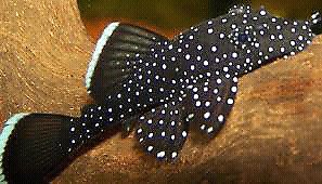 Peppermint Bristlenose Around 3cm - Nano Tanks Australia Aquarium Shop