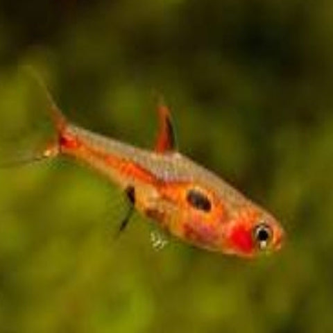 Phoenix Rasbora 'Bororas Merah' (false brigittae aka False Chilli Rasbora) - Nano Tanks Australia Aquarium Shop
