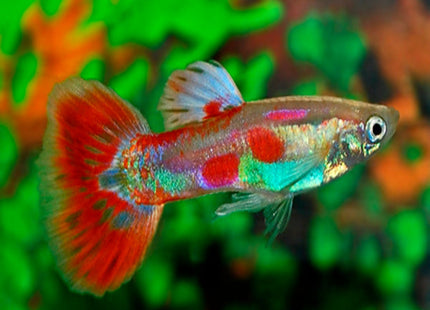 Pigeon Blood Guppy - Nano Tanks Australia Aquarium Shop