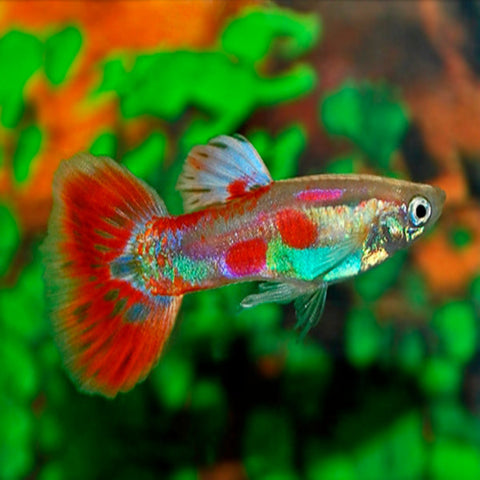 Pigeon Blood Guppy - Nano Tanks Australia Aquarium Shop