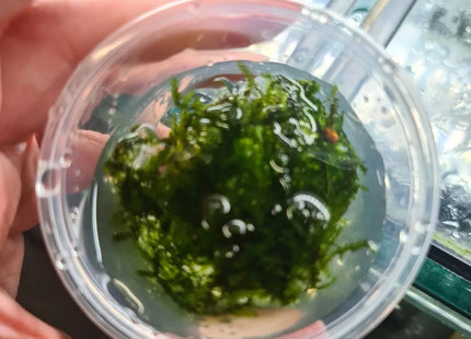 Pilo Moss 5x5cm portion - Nano Tanks Australia Aquarium Shop