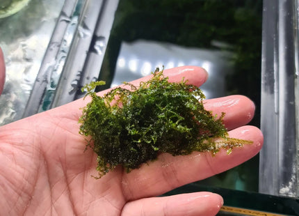 Pilo Moss 5x5cm portion - Nano Tanks Australia Aquarium Shop