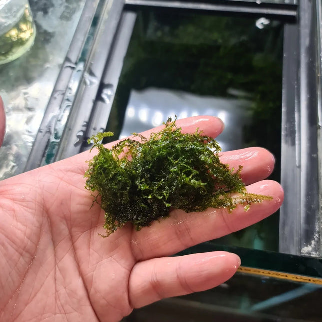 Pilo Moss 5x5cm portion - Nano Tanks Australia Aquarium Shop