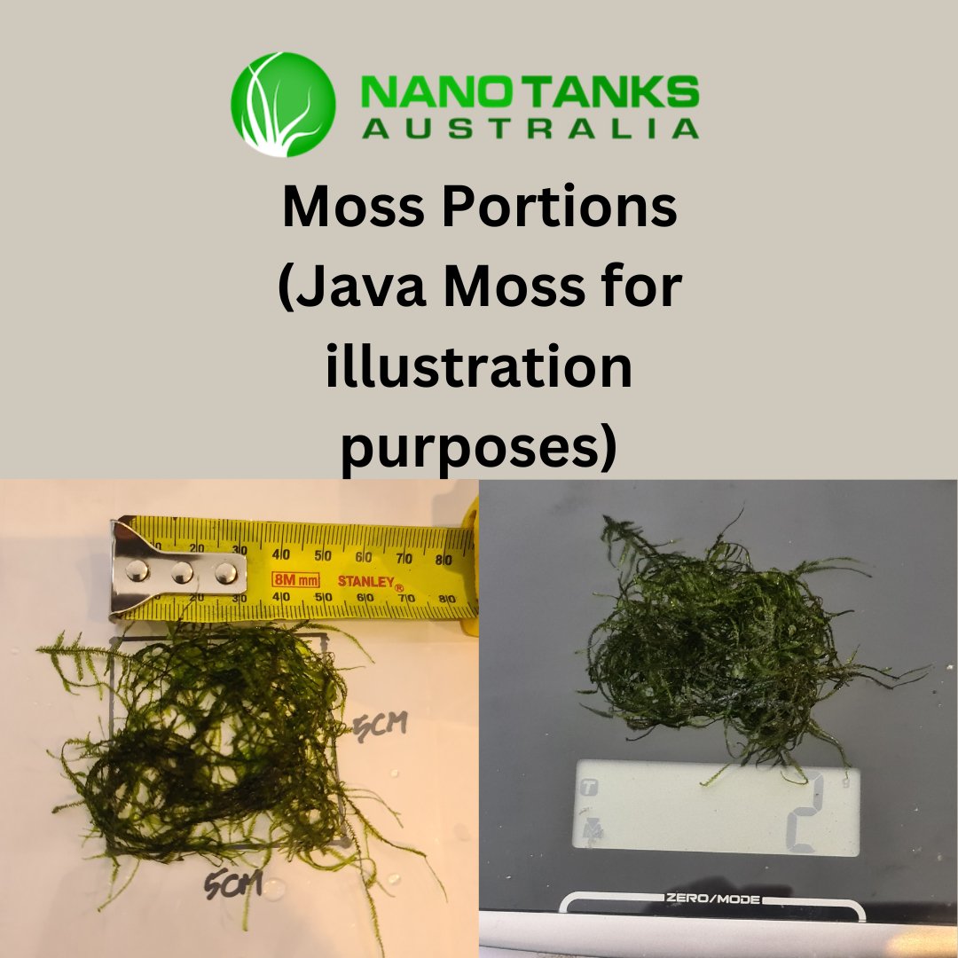 Pilo Moss 5x5cm portion - Nano Tanks Australia Aquarium Shop