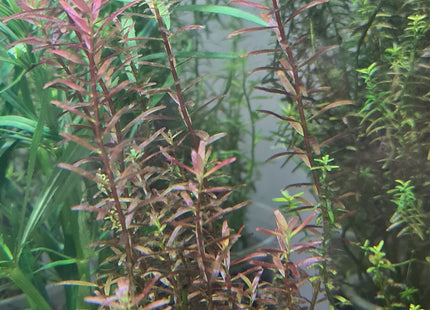 Pink Baby Tears 5 stems 10cm - Nano Tanks Australia Aquarium Shop