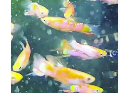 Pink Lower Sword Guppy Male - Nano Tanks Australia Aquarium Shop