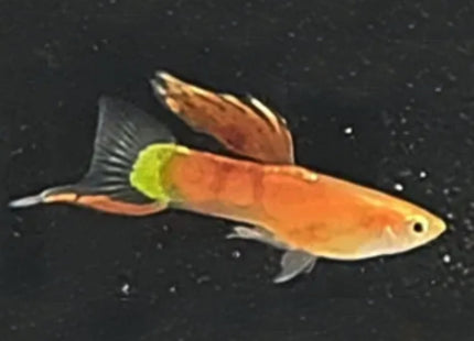 Pink Lower Sword Guppy Male - Nano Tanks Australia Aquarium Shop