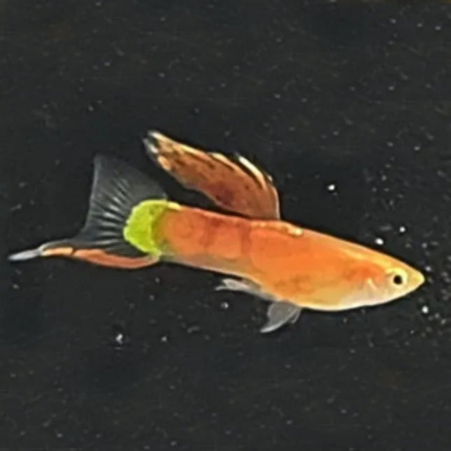 Pink Lower Sword Guppy Male - Nano Tanks Australia Aquarium Shop