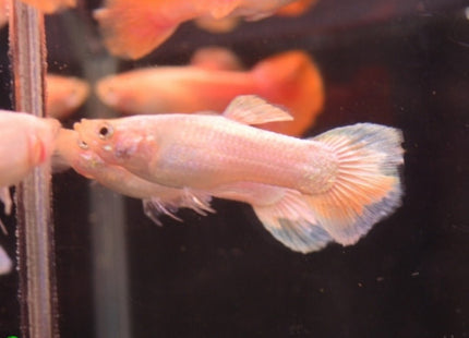 Pink Rose Guppy Male - Nano Tanks Australia Aquarium Shop