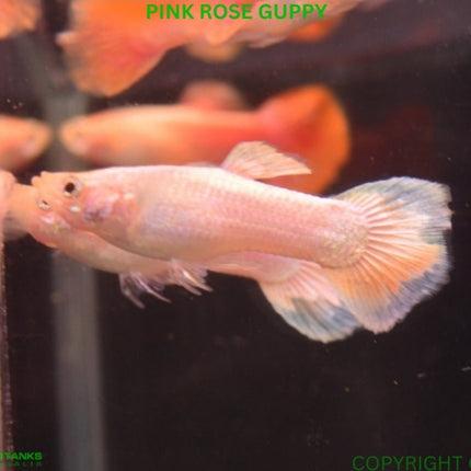 Pink Rose Guppy Male - Nano Tanks Australia Aquarium Shop