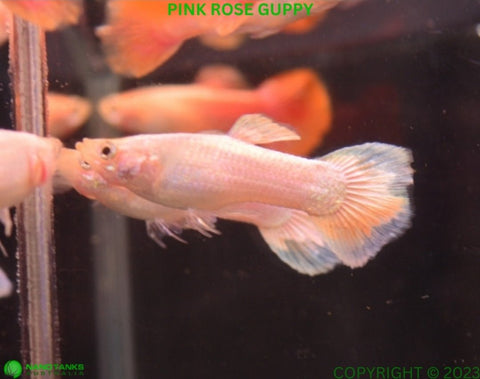 Pink Rose Guppy Male - Nano Tanks Australia Aquarium Shop