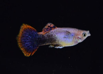 Pink Tuxedo Guppy (Male) - Nano Tanks Australia Aquarium Shop
