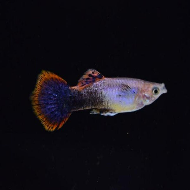 Pink Tuxedo Guppy (Male) - Nano Tanks Australia Aquarium Shop