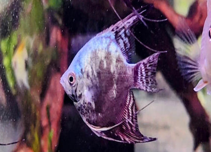 Pinoy Smokey Blue Angelfish (5cm) - Nano Tanks Australia Aquarium Shop
