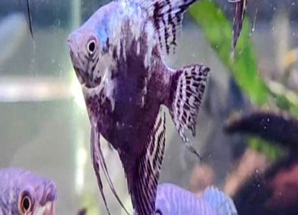 Pinoy Smokey Blue Angelfish (5cm) - Nano Tanks Australia Aquarium Shop