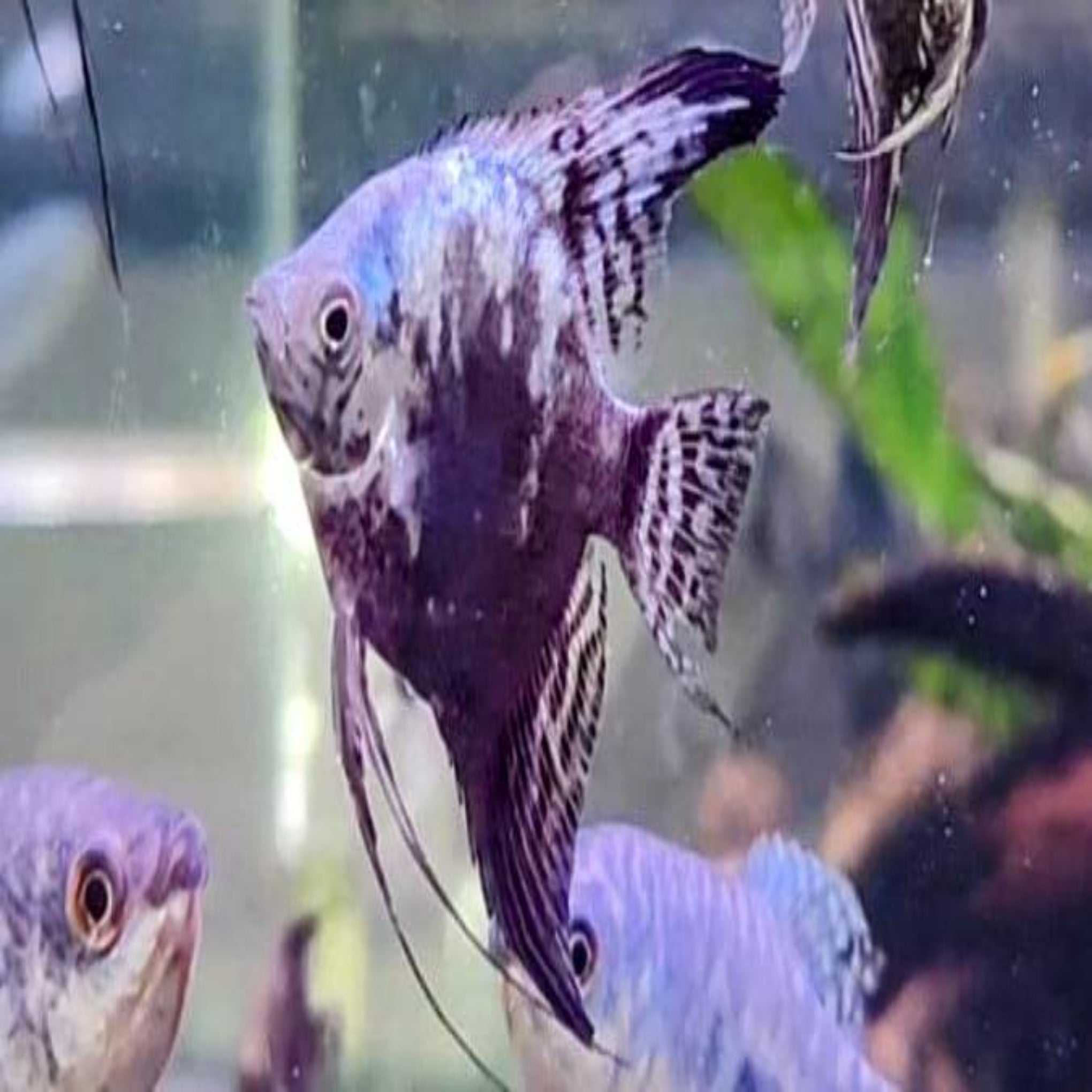 Pinoy Paraiba Angelfish Blue Pinoy Angelfish For Sale Pinoy Smokey