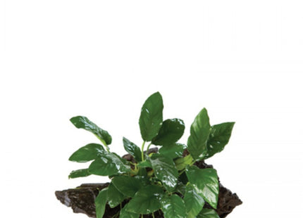Pisces Anubias On Driftwood Small - Nano Tanks Australia Aquarium Shop
