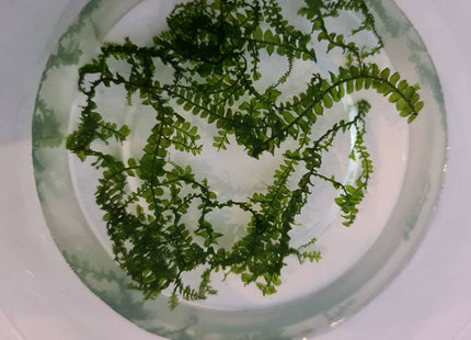 Plagiochilaceae "Cameroon" Moss - Nano Tanks Australia Aquarium Shop