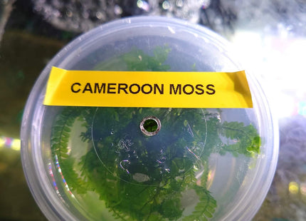 Plagiochilaceae "Cameroon" Moss - Nano Tanks Australia Aquarium Shop