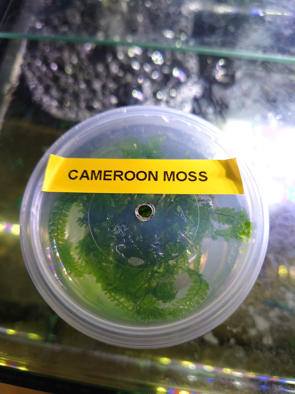 Plagiochilaceae "Cameroon" Moss - Nano Tanks Australia Aquarium Shop