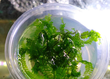 Plagiochilaceae "Cameroon" Moss - Nano Tanks Australia Aquarium Shop