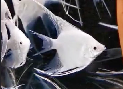 Platinum Angel fish 4cm - Nano Tanks Australia Aquarium Shop