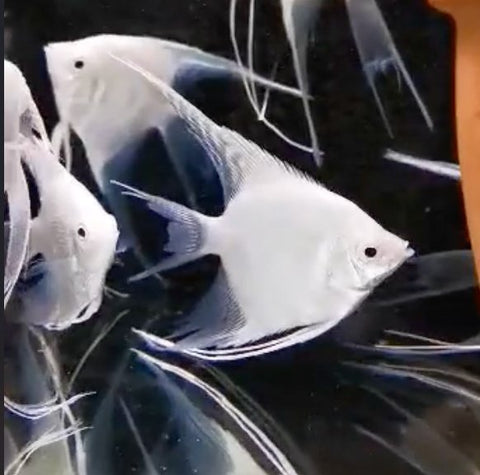 Platinum Angel fish 4cm - Nano Tanks Australia Aquarium Shop