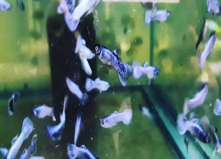 Platinum Blue Guppy Male Guppy - Nano Tanks Australia Aquarium Shop