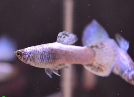 Platinum Blue Guppy Male Guppy - Nano Tanks Australia Aquarium Shop